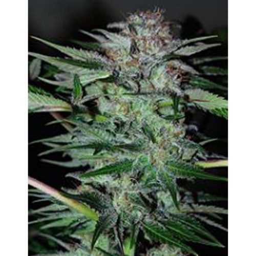 Professiol Seeds Northern-Dwarf Auto