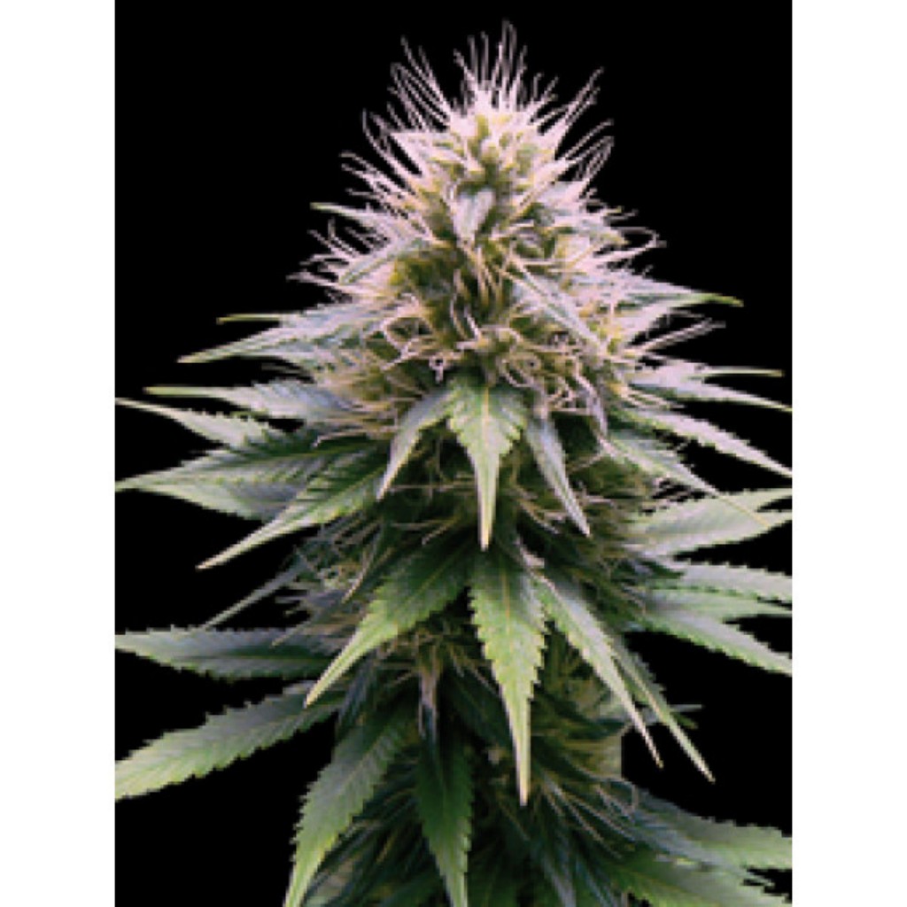 Professiol Seeds New York Diesel Auto