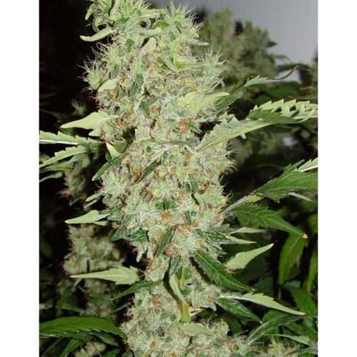 Professiol Seeds Duble Gum Fem.