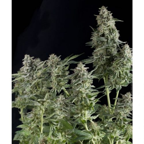 Pyramid Seeds Auto Northern Lights