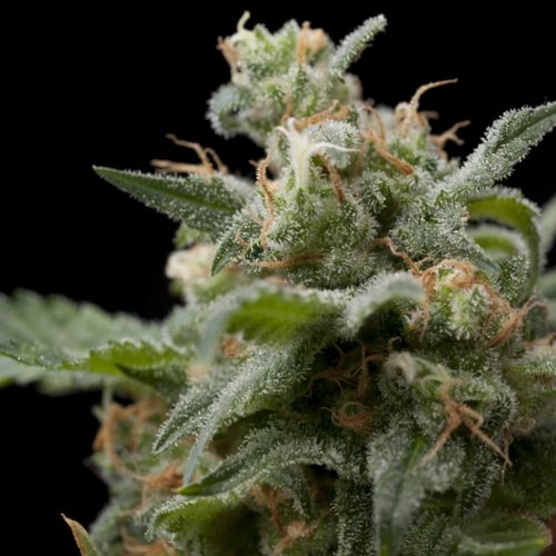 Pyramid Seeds Super Hash