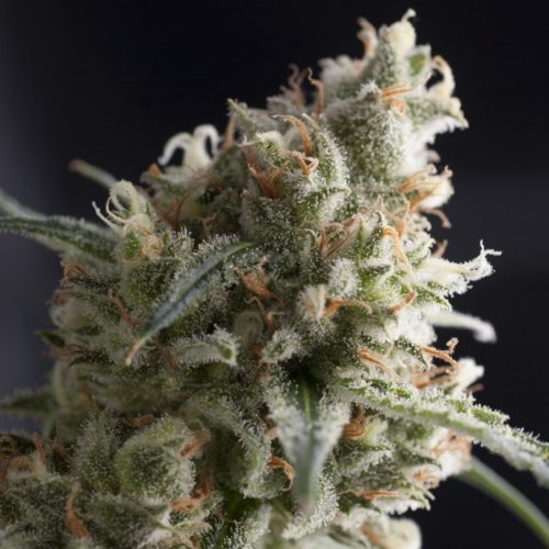 Pyramid Seeds Lennon