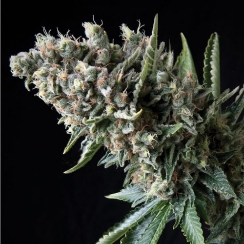 Pyramid Seeds Nefertiti
