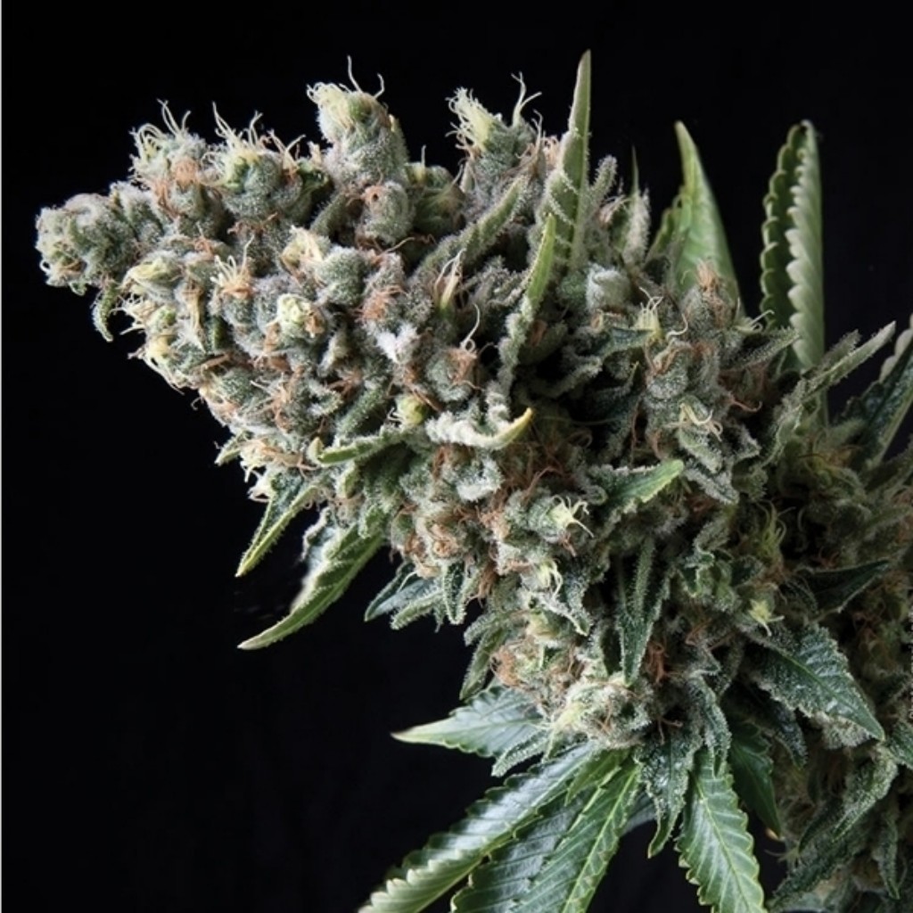 Pyramid Seeds Nefertiti