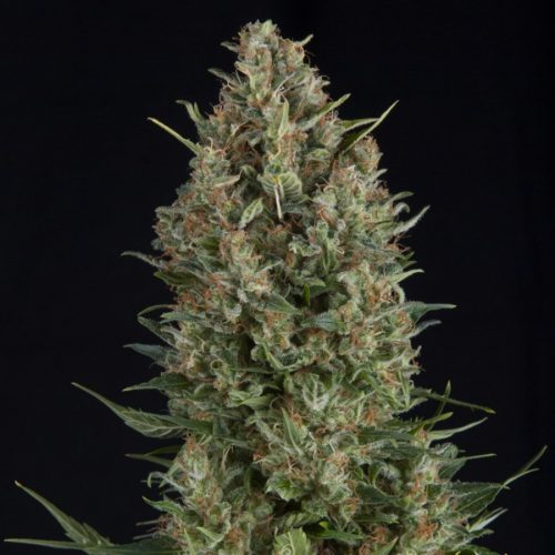 Pyramid Seeds Wembley