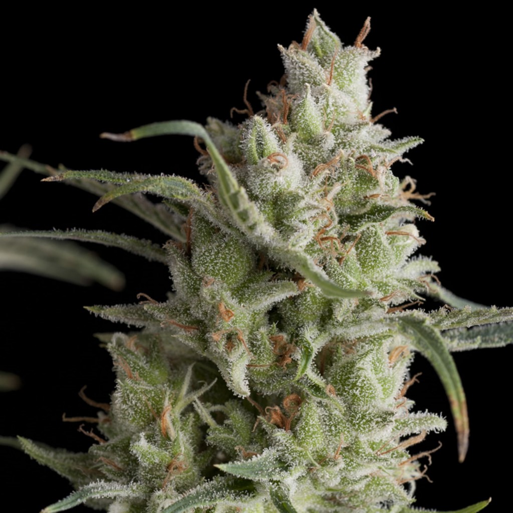 Pyramid Seeds Super OG Kush