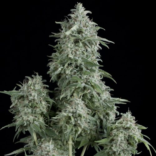 Pyramid Seeds Anubis