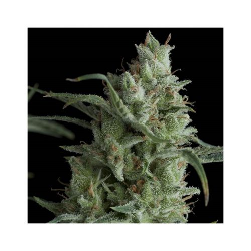 Pyramid Seeds Auto Kryptonite