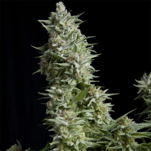 Pyramid Seeds Auto Alpujarreña