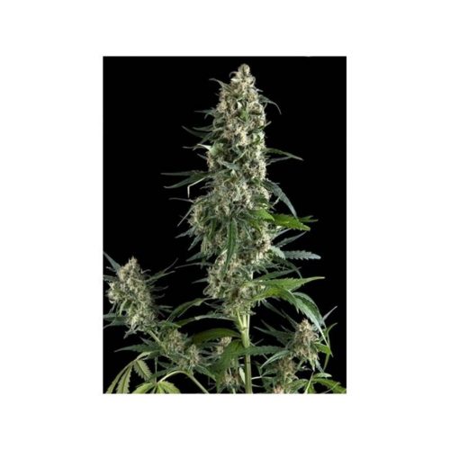 Pyramid Seeds Auto Amnesia Gold