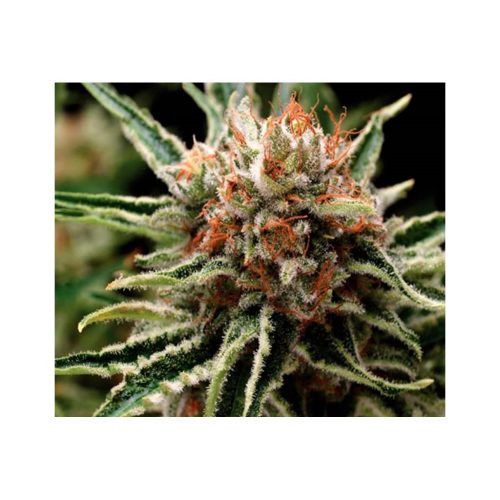 Pyramid Seeds Auto Fresh Candy