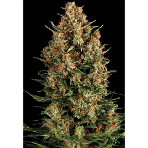 Pyramid Seeds Auto Wembley