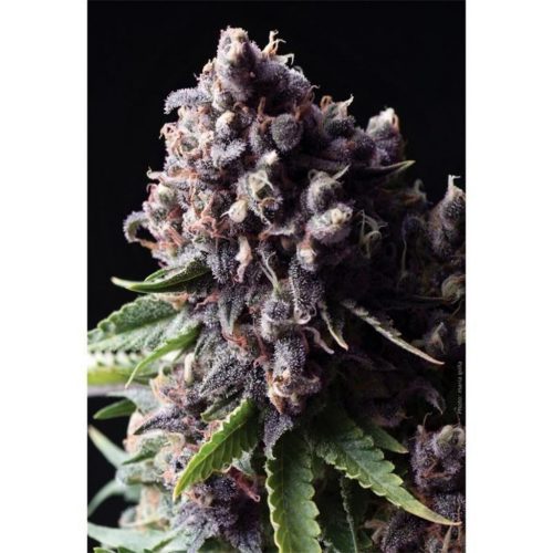 Pyramid Seeds Auto Purple