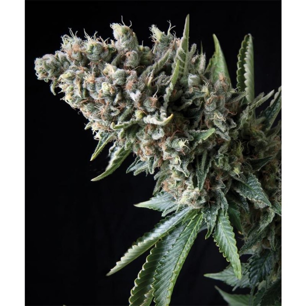 Pyramid Seeds Auto Nefertiti