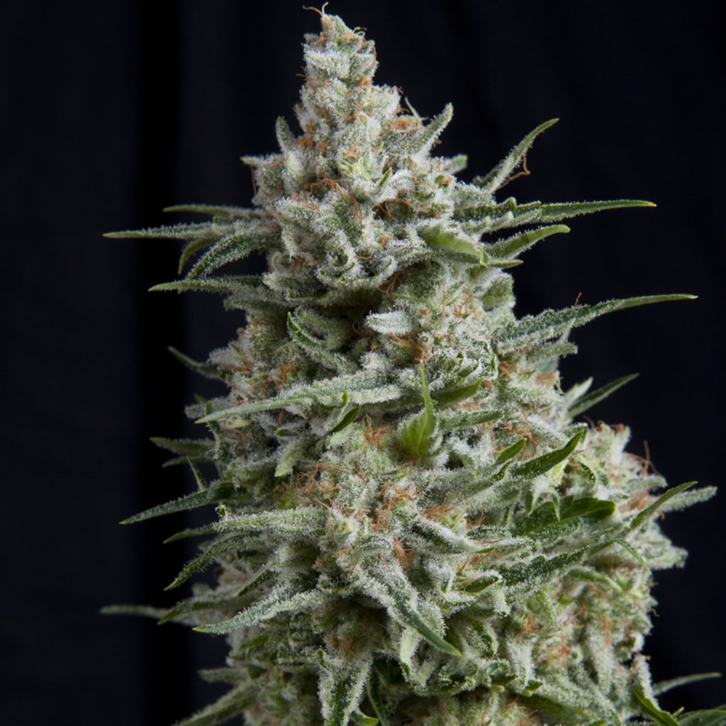 Pyramid Seeds Anesthesia