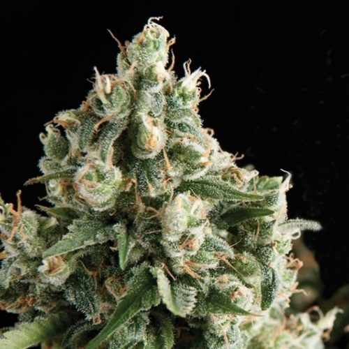 Pyramid Seeds Auto Lennon