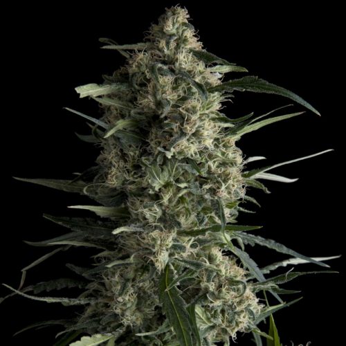 Pyramid Seeds Galaxy