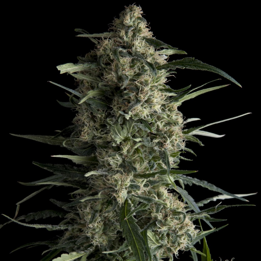 Pyramid Seeds Galaxy