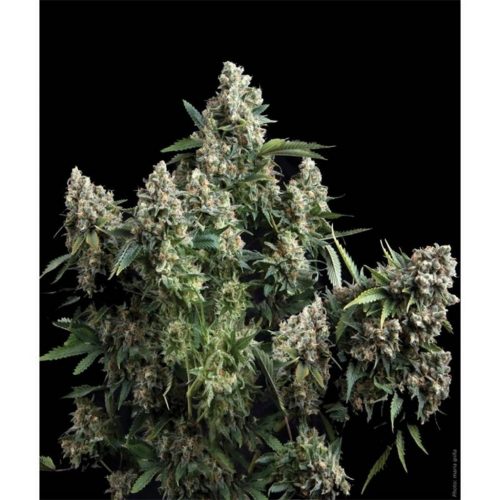 Pyramid Seeds Auto Tutankhamon