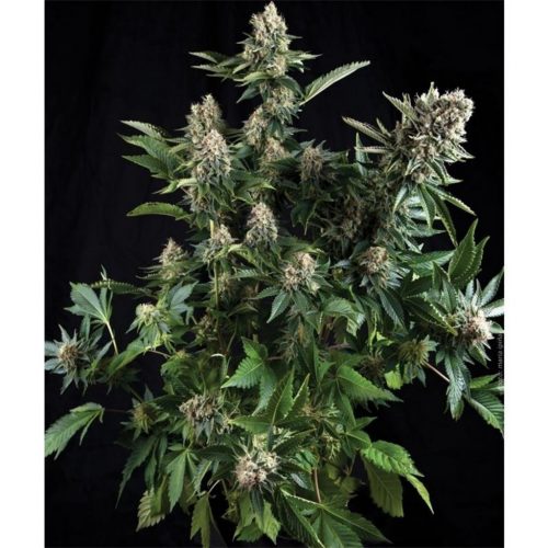 Pyramid Seeds Auto White Widow