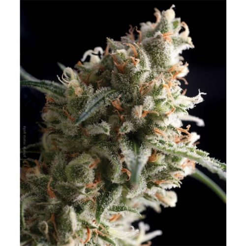Pyramid Seeds Auto Super Hash