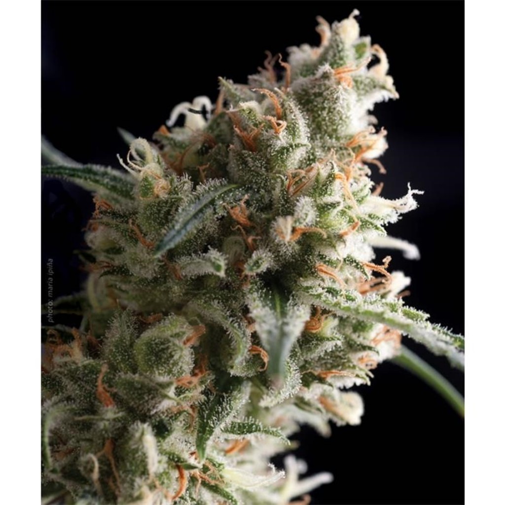Pyramid Seeds Auto Super Hash