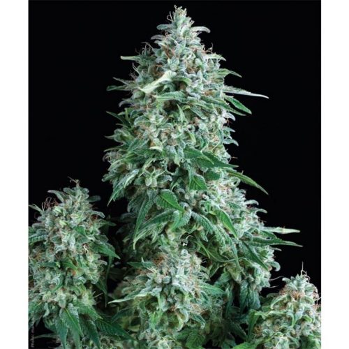 Pyramid Seeds Auto Anubis