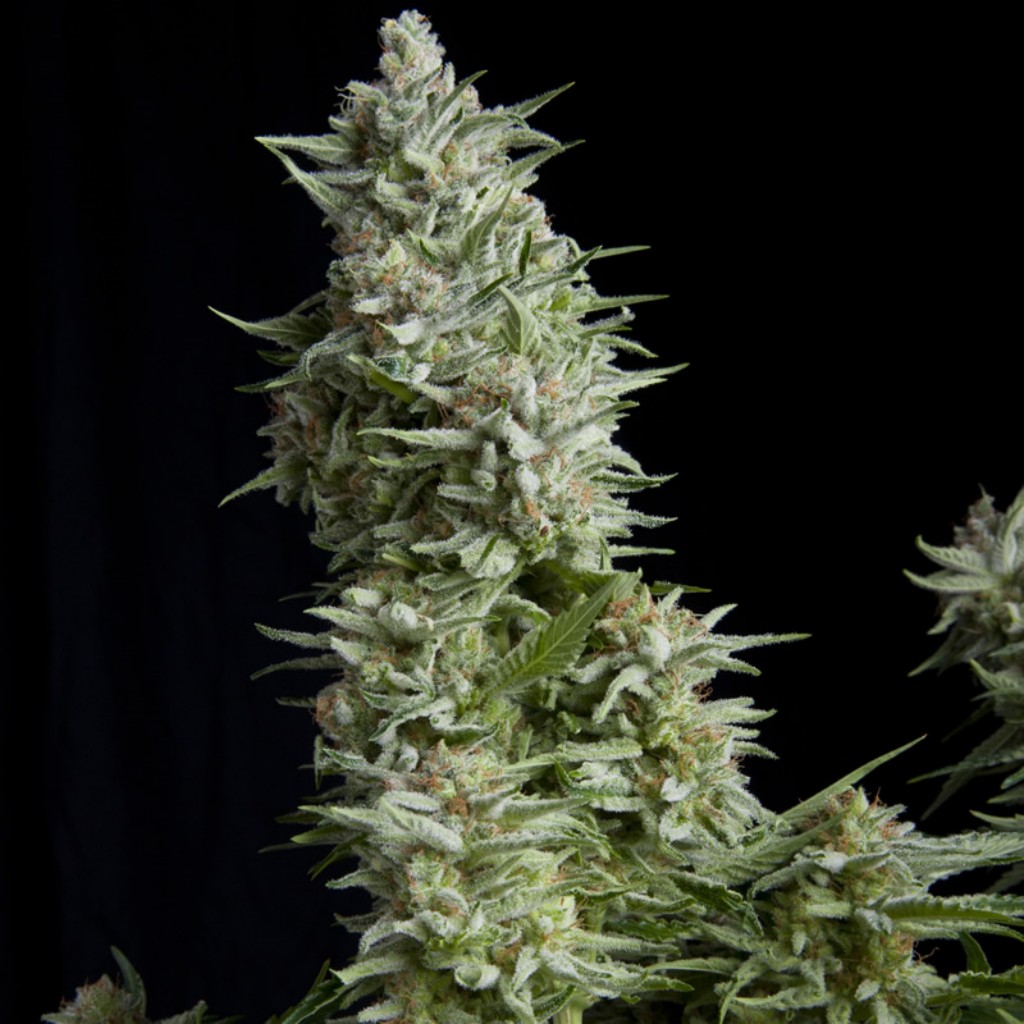 Pyramid Seeds Alpujarreña