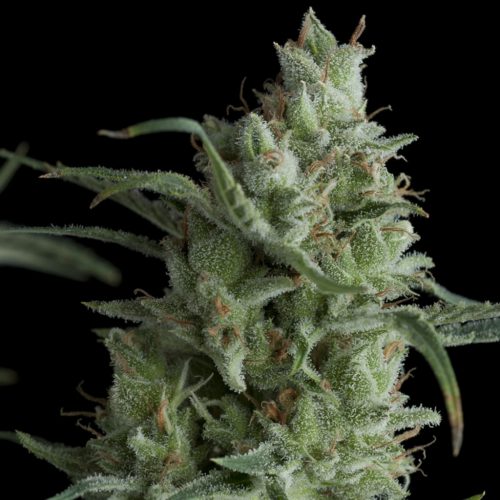 Pyramid Seeds Kryptonite