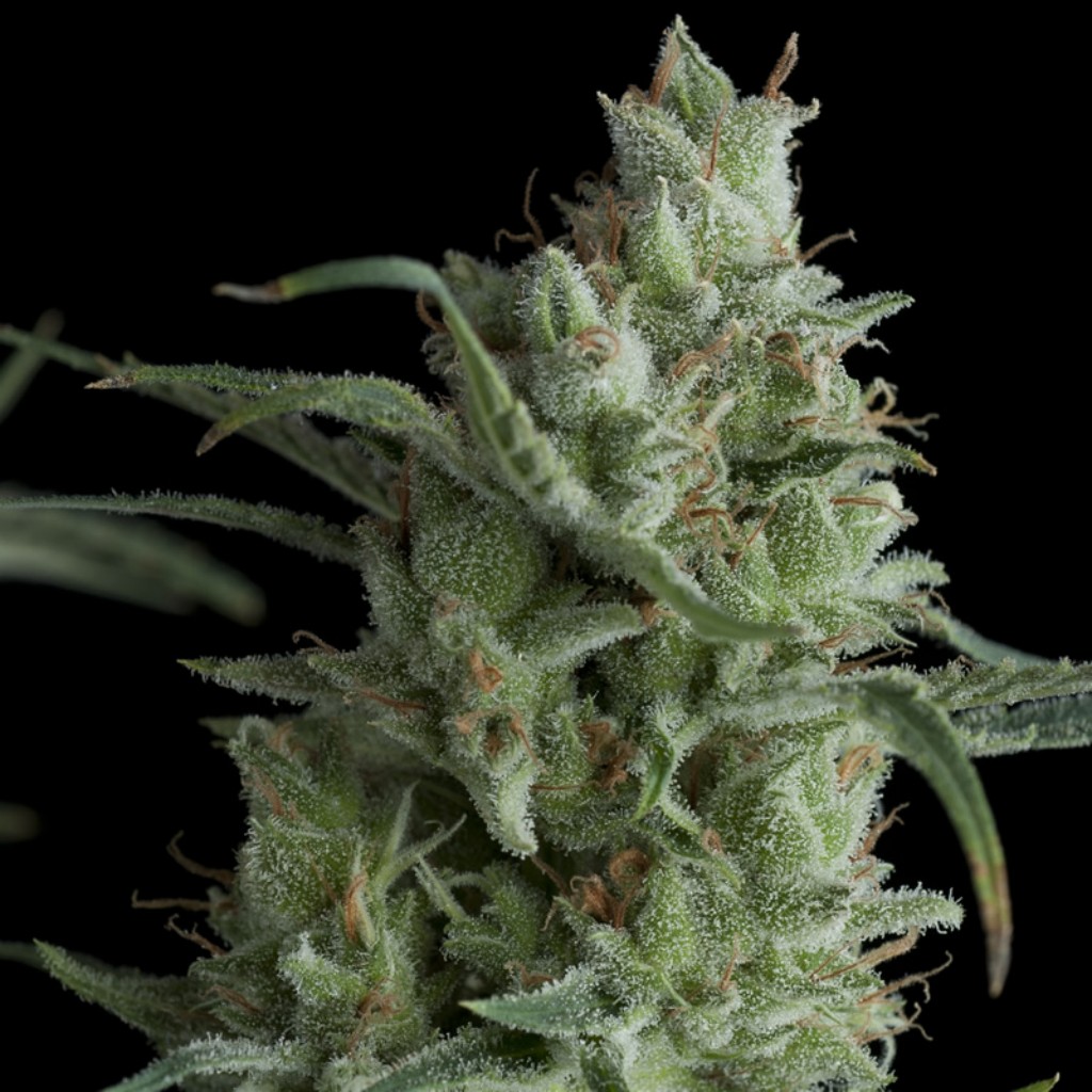 Pyramid Seeds Kryptonite