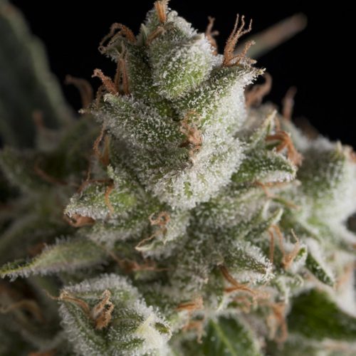 Pyramid Seeds Fresh Candy