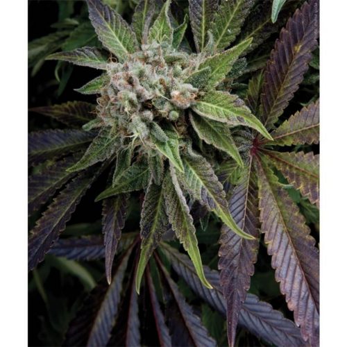 Pyramid Seeds Auto Blue Pyramid