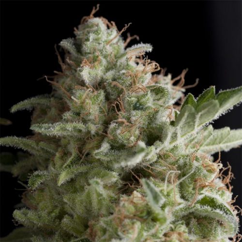 Pyramid Seeds Auto Super OG Kush