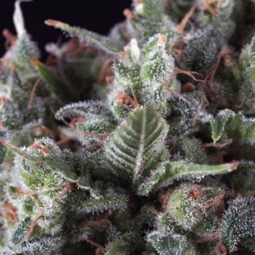 Pyramid Seeds Auto Olympia