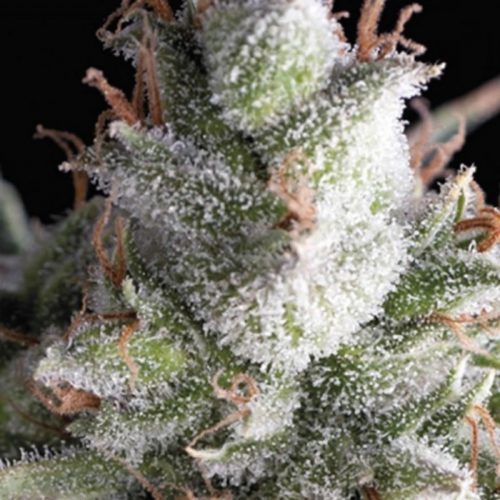 Pyramid Seeds Auto Ramses