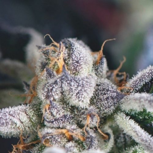 Pyramid Seeds Cookies USA