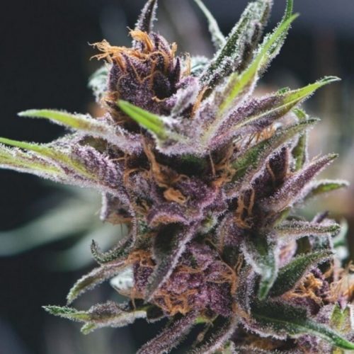 Pyramid Seeds Black Berry Punch