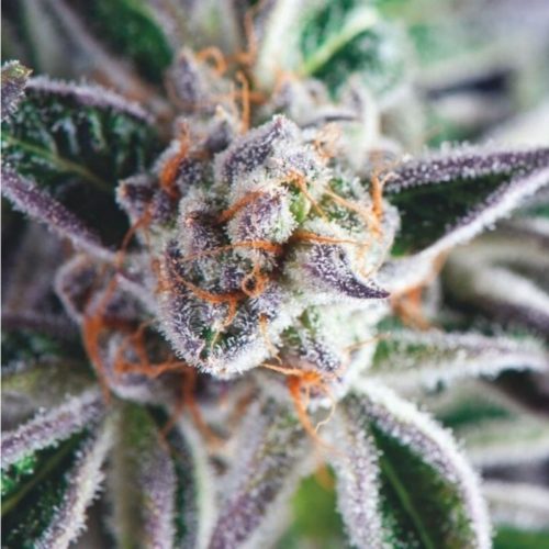 Pyramid Seeds Do-Si-Dos