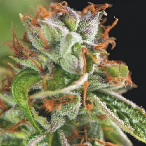 Pyramid Seeds Double OG Haze