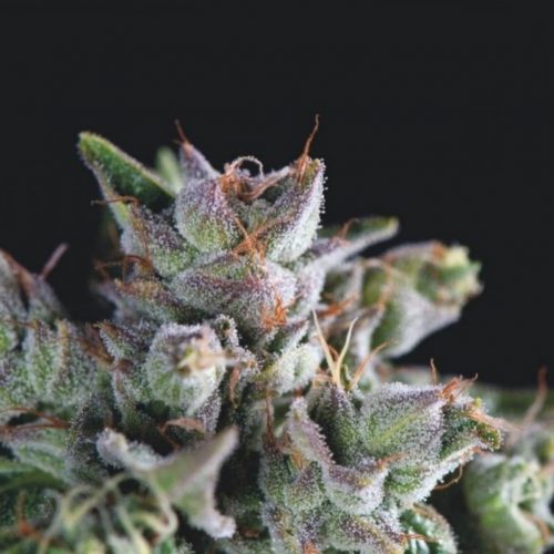 Pyramid Seeds Gorila