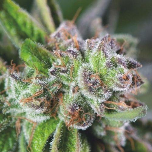 Pyramid Seeds Watermelon Zkittlez