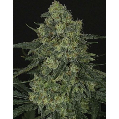 Ripper Seeds Crimil + Fem.