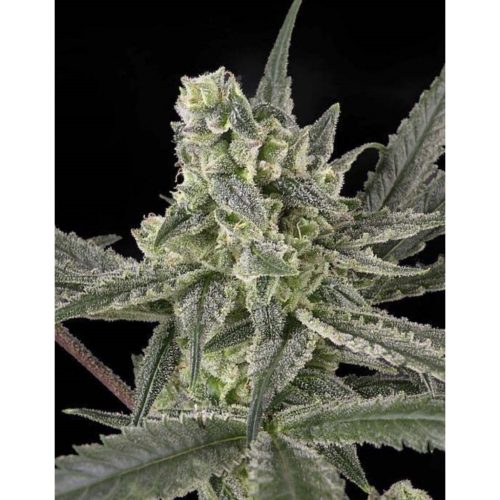 Ripper Seeds Old School Fem.