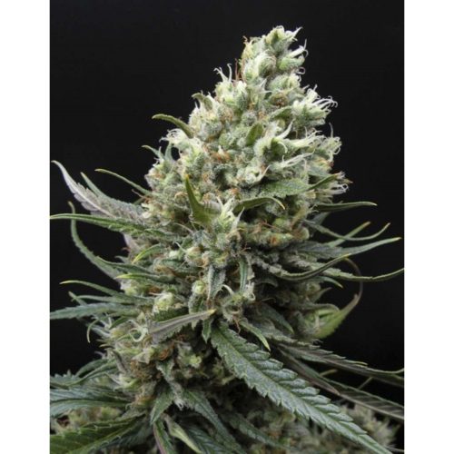 Ripper Seeds Ripper Haze Fem.