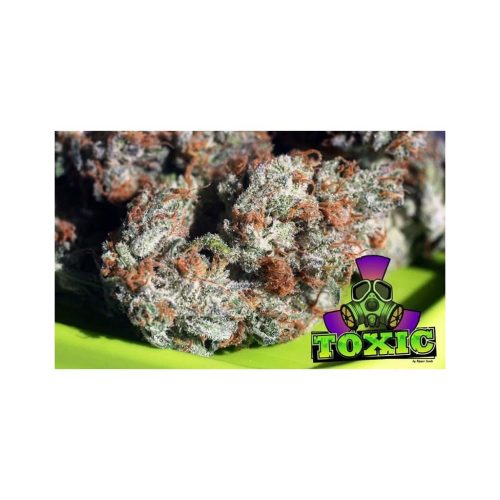Ripper Seeds Toxic Fem.