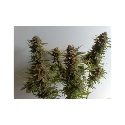 Ripper Seeds Acid Dough Fem.