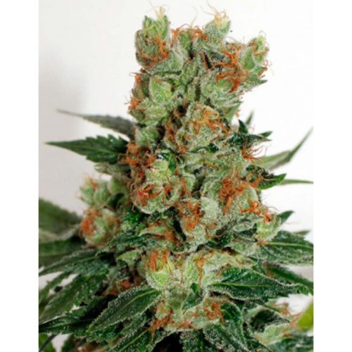 Ripper Seeds Fuel OG Fem.