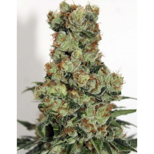 Ripper Seeds Sideral Fem.