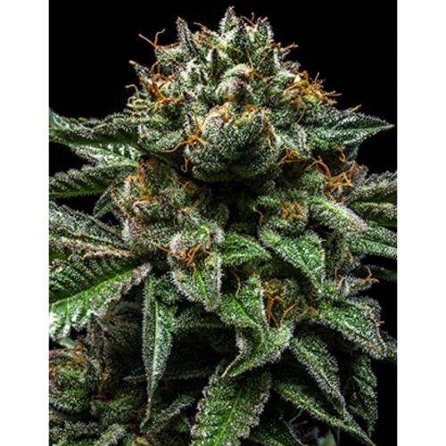 Ripper Seeds Chempie Fem.