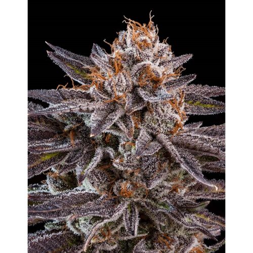 Ripper Seeds OMG Fem.